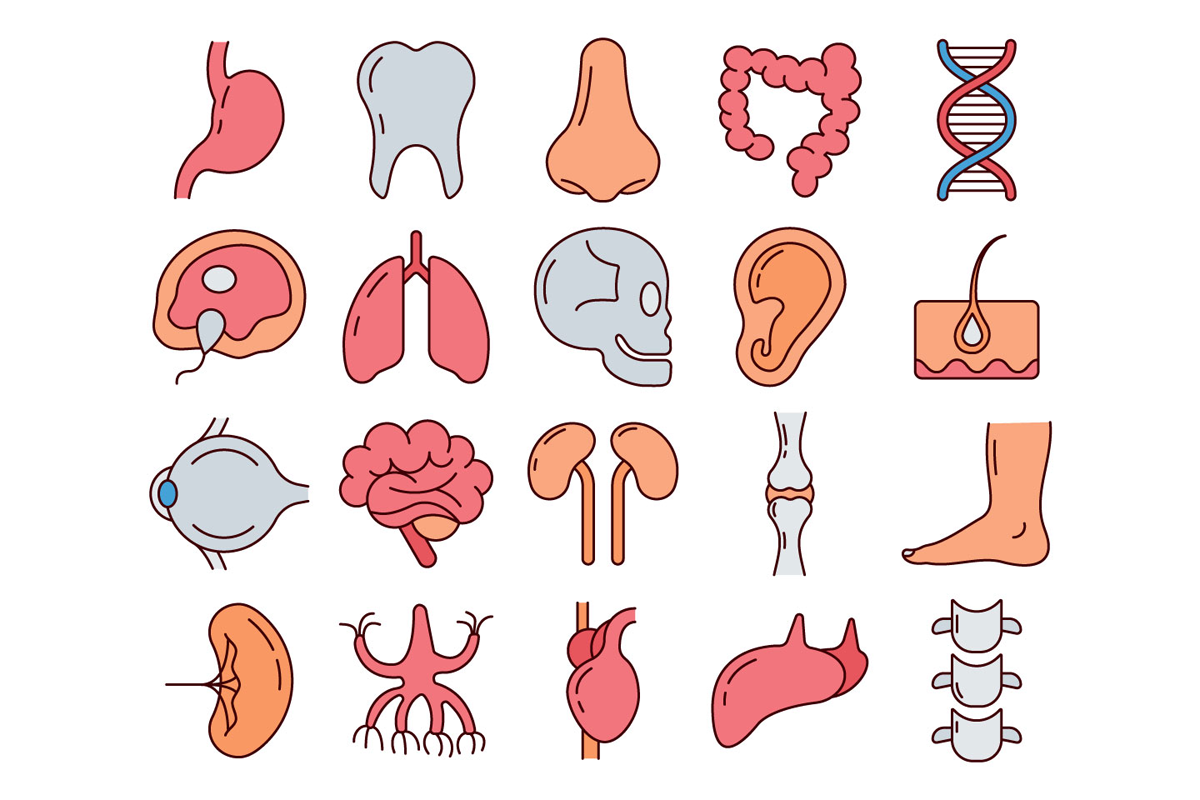 Организм png. Внутренние органы для детей. Внутренние органы человека рисунок. Внутренние органы иконка. Иконки органов человека.