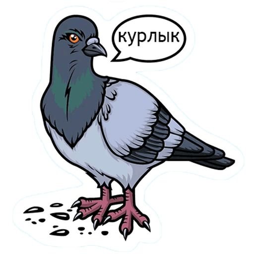 Голубь курлык