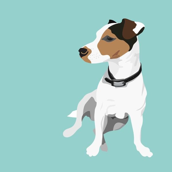 Джек Рассел вектор