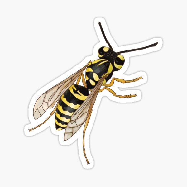 Шершень рисунок реалистичный