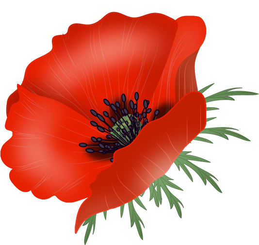 Векторные цветы маки