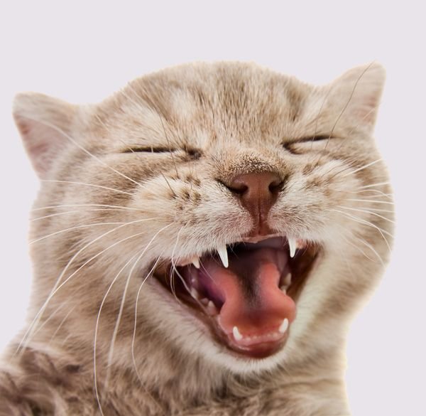 Белый котик смеется