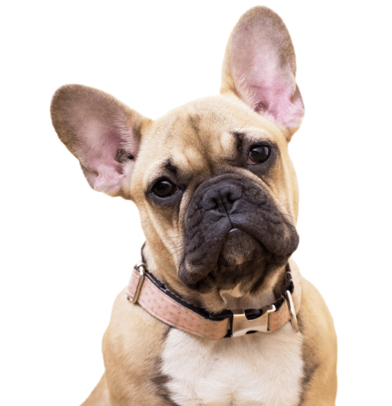 Мультяшные французские бульдоги