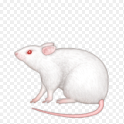 Крыска рисунок