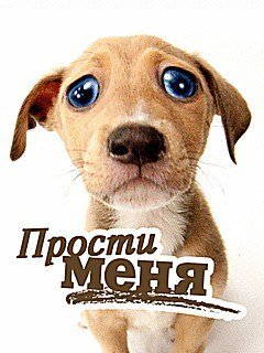 Прости меня собака
