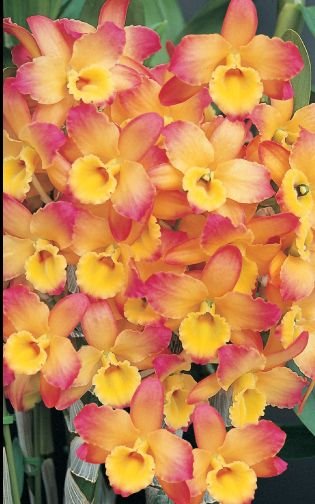 Dendrobium oriental smile Fantasy