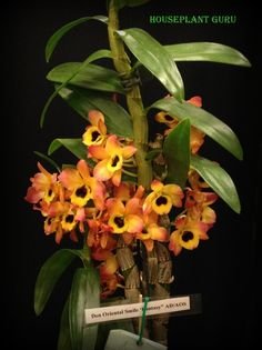 Дендробиум Нобиле