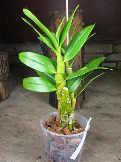 Дендробиум meinen Hebammen