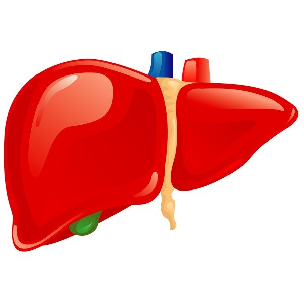 Печень человека вектор