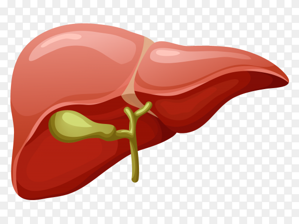 Печень значок