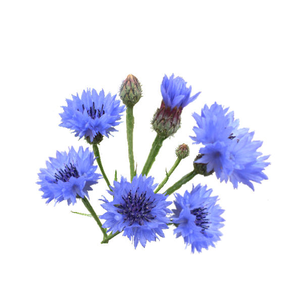 Васильки цветы