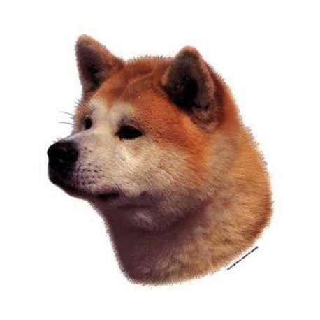 Собака Акита Хатико