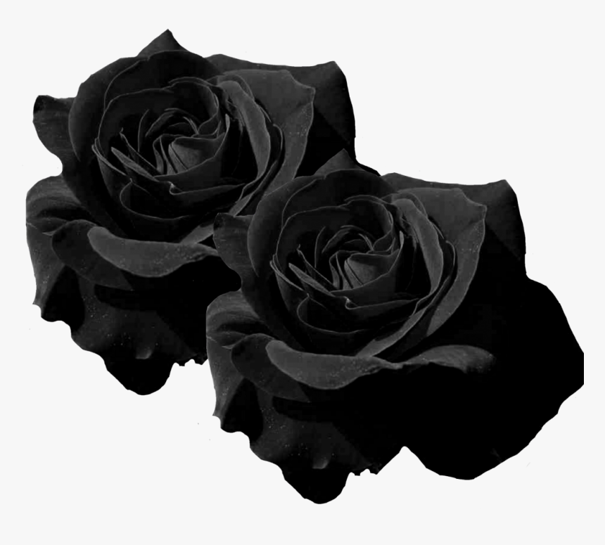 Черные большие рисунки. Черные розы Эстетика. Черный прозрачный фон. Черная роза для фотошопа. Букет черных роз прозрачном фоне.