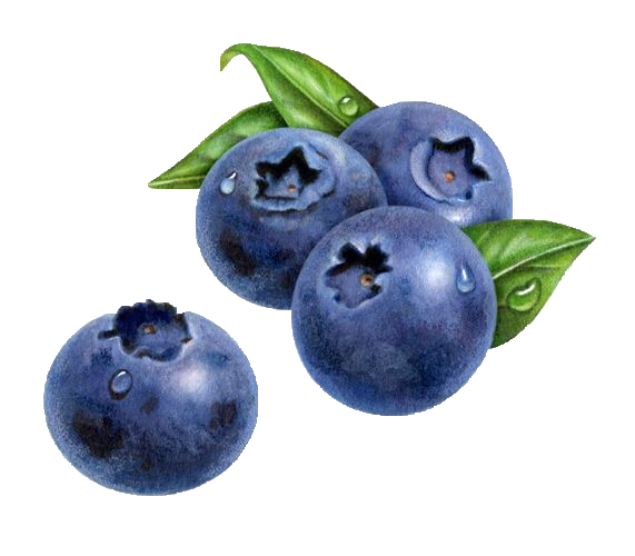 Черника карточки для детей