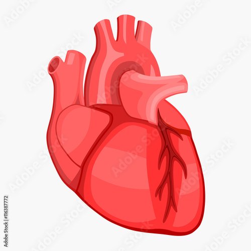 Сердце анатомия инфаркт