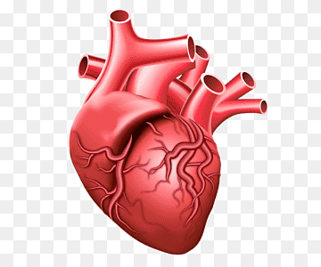 Сердце биологическое