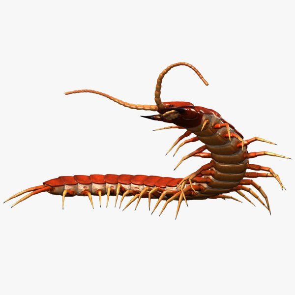 Сколопендра Дрейн