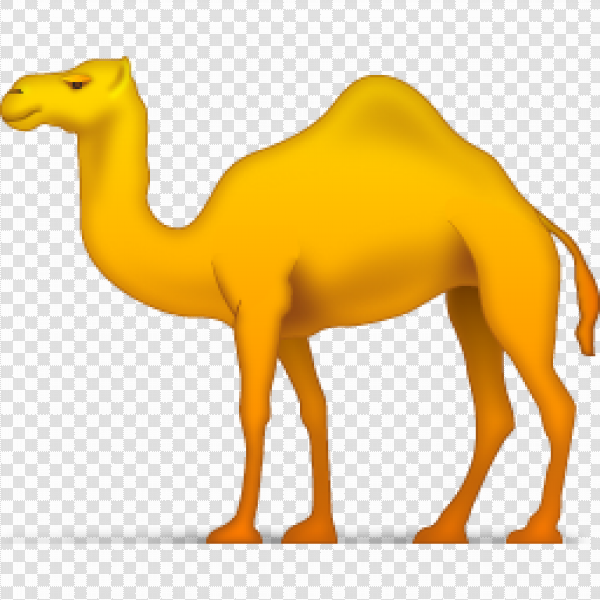 Camel на белом фоне
