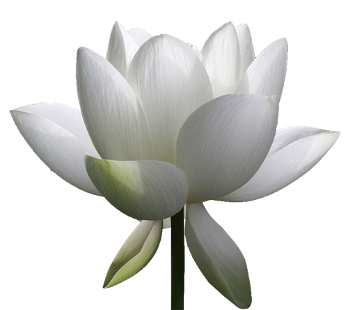 Лилия кувшинка