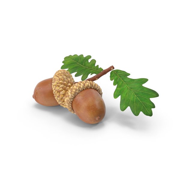 Осенние листочки желуди