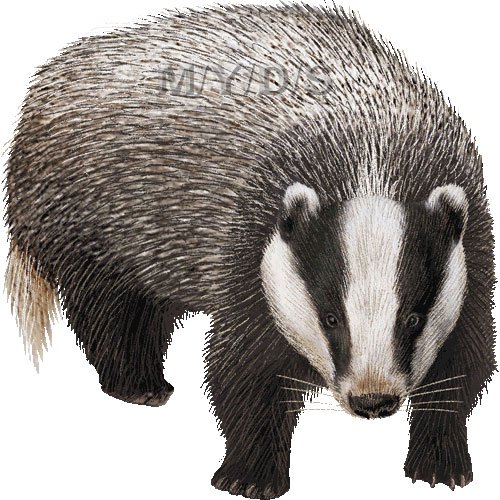 Барсук эскиз