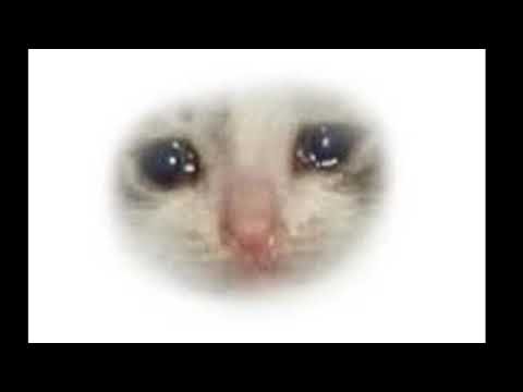 Котик плачет без фона