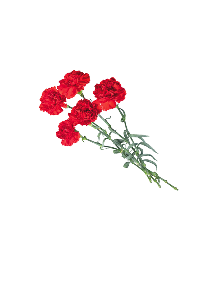 Красные гвоздики на прозрачном фоне
