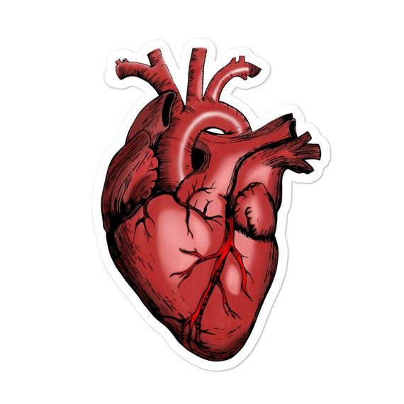 Половина анатомического сердца