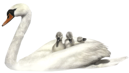 Лебедь на прозрачном фоне