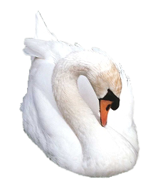 Лебедь на белом фоне