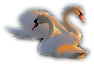 Лебедь рисунок для детей