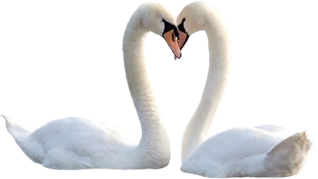 Свадебные лебеди вектор