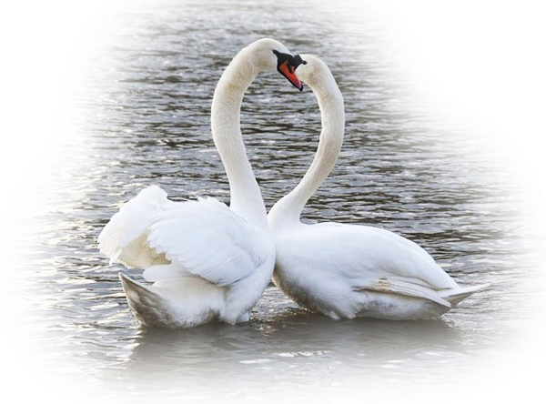 Лебедь анимация на прозрачном фоне