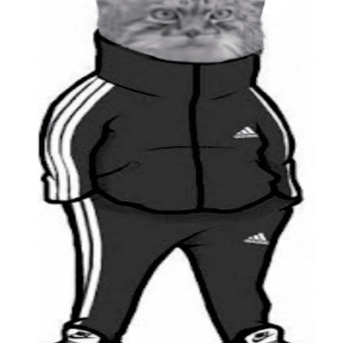 Кот в адидасе