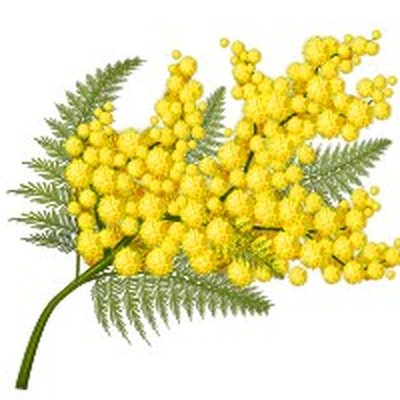 Мимоза цветок ветка