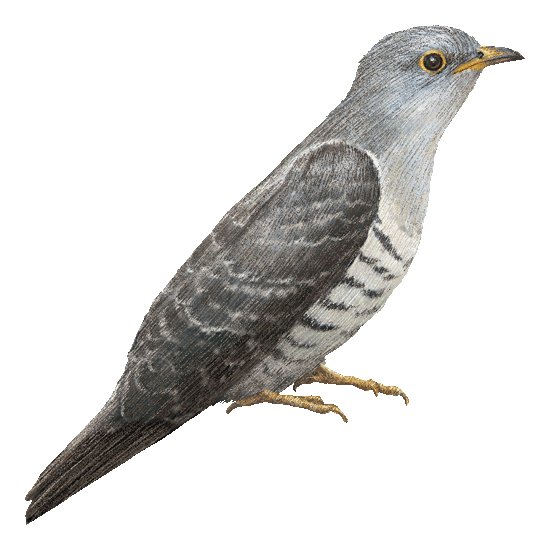 Анимация Соловей поет