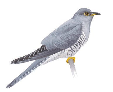 Иволга на прозрачном фоне