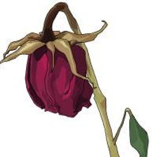 Увядший цветок рисунок