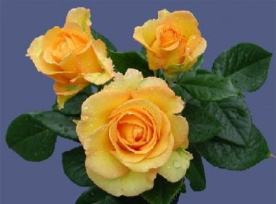 Голден Смайл роза флорибунда