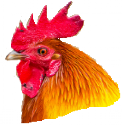 Смайл петух