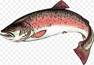 Таймень рыба вектор