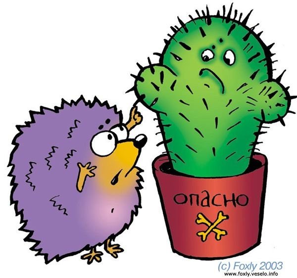 Смешной Кактус
