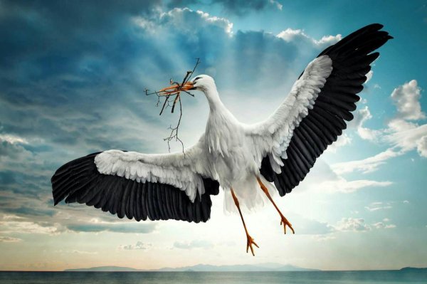 Маска Цапли