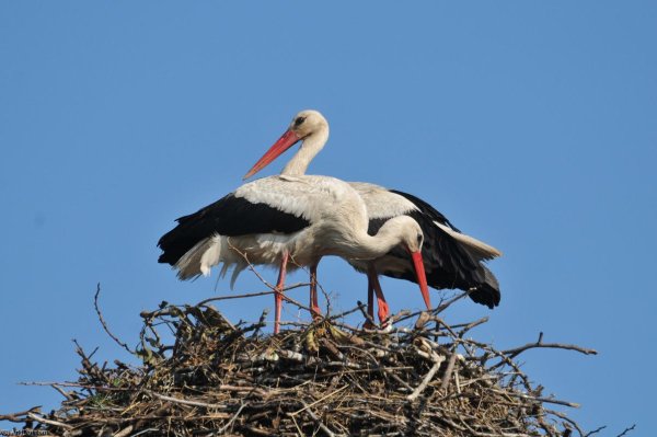 Аисты на крыше