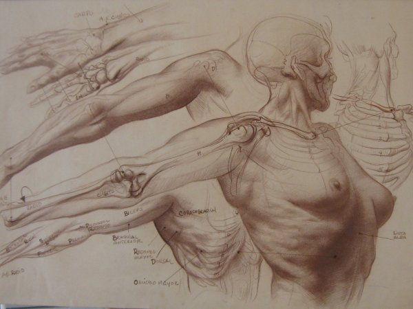 Обрубовка носа Давида