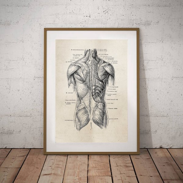 Анатомические постеры для интерьера