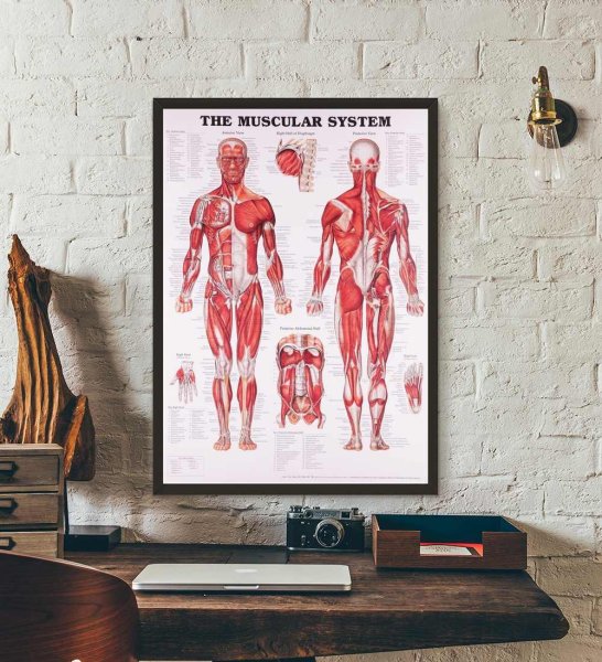 Плакат мышцы человека