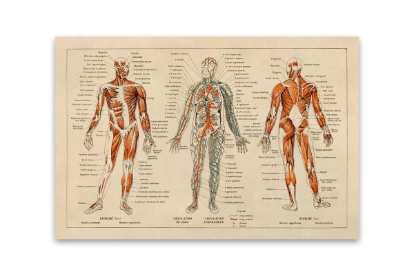 Анатомические плакаты