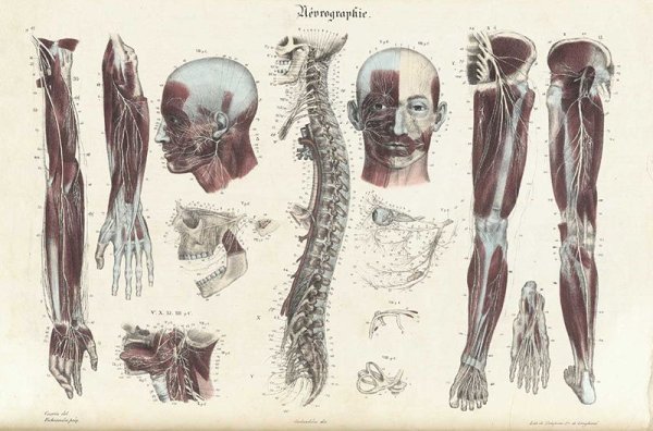 Анатомия плакат