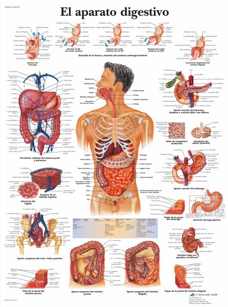 Атлас мышечной системы человека анатомический